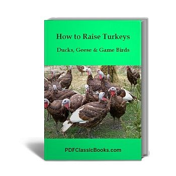 How to Raise Turkeys, Ducks, Geese and Game Birds
