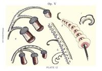 Click to enlarge